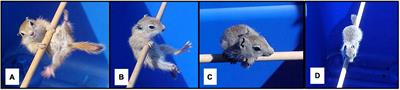 Animal-friendly behavioral testing in field studies: examples from ground squirrels